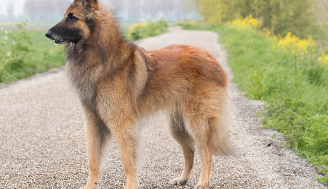 How to Determine Your Dog’s Ideal Weight: A Guide for Owners