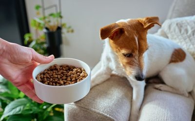Don’t Be a Sucker: The Dark Truth the Dog Food Industry Hides