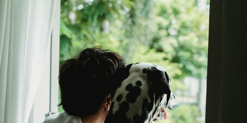 A healthy dog enjoying the sun as proof of systemic balance
