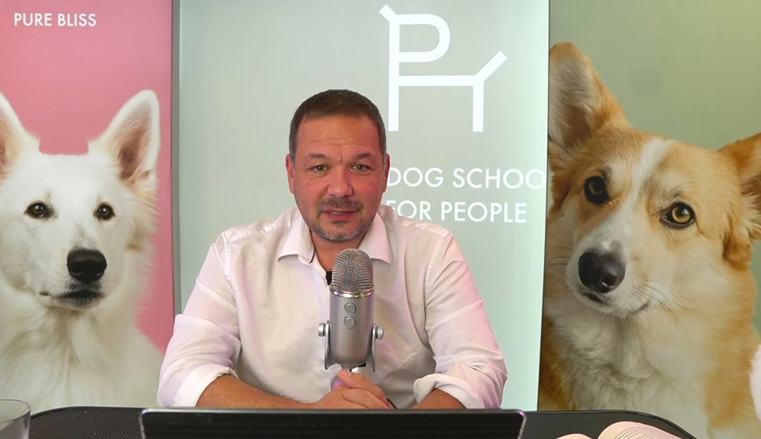 Short video formats can lead to the misinterpretation of messages about dogs