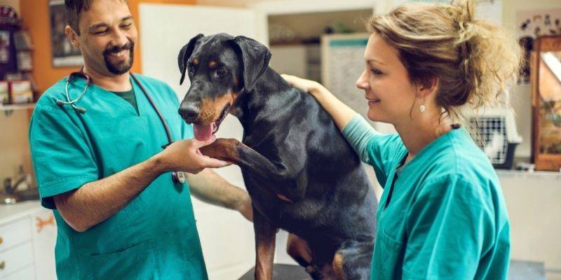 Ear and tail docking in dogs performed solely for medical reasons