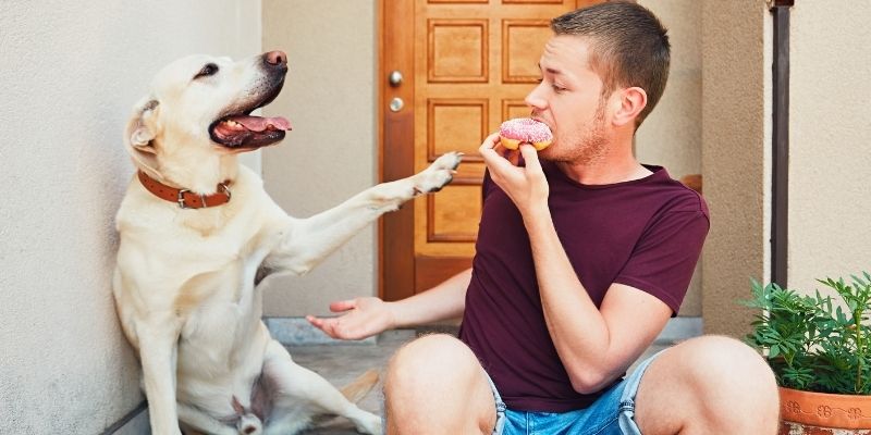 Lack of boundaries in dogs as a reflection of human insecurity
