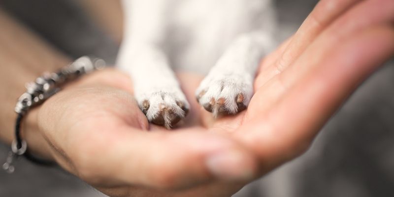 A close-up of a human hand and a dog's paw symbolizing emotional connection and the transmission of stress through **the pain trap**