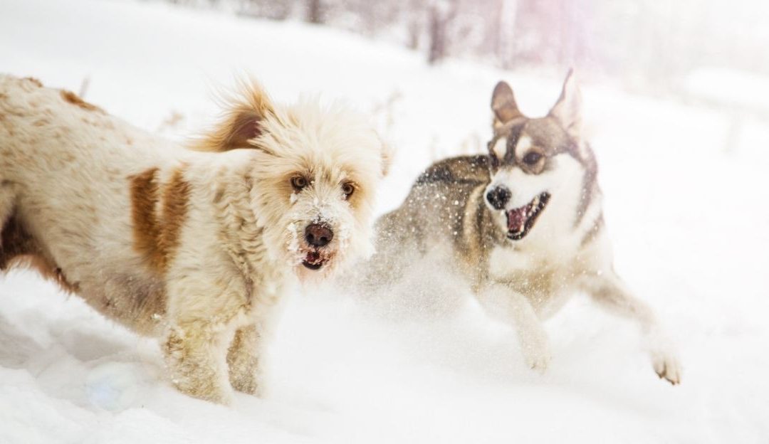 Dressing Dogs: Fashion, Necessity, or Human Projection?