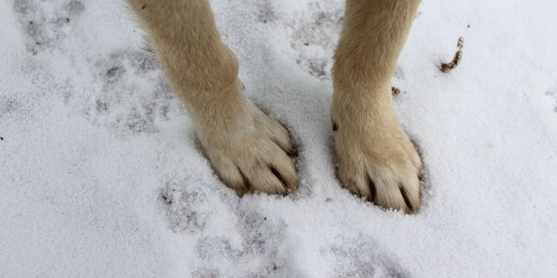 A close up of dog paws on a cold surface, highlighting movement biomechanics and paw pads in the context of dressing dogs