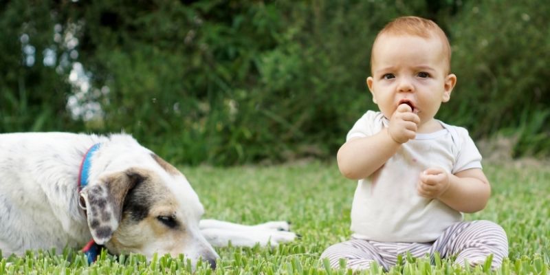 Dog and baby with clearly defined boundaries for safety