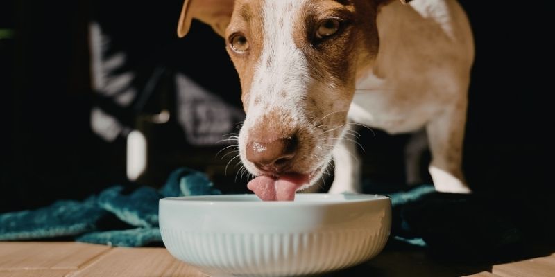 A dog with chronic gastritis eating in a calm environment