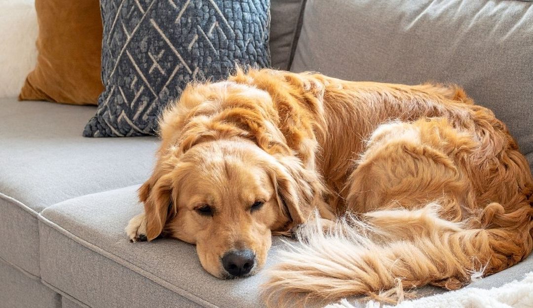 Chronic Gastritis in Dogs – When the Problem Is Not Only in the Stomach