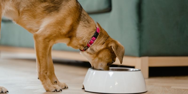 What a dog eats depends on the home environment and atmosphere