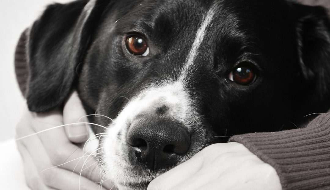 The dog and the present moment – a peaceful connection between human and dog in