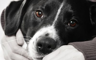 The Dog and the Present Moment: How Dogs Teach Us to Live Here and Now