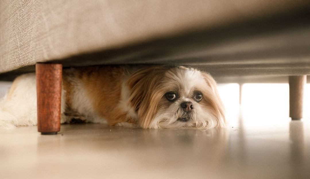 A Dog Is Not Your Savior and Is Not Here to Solve Your Emotional Problems