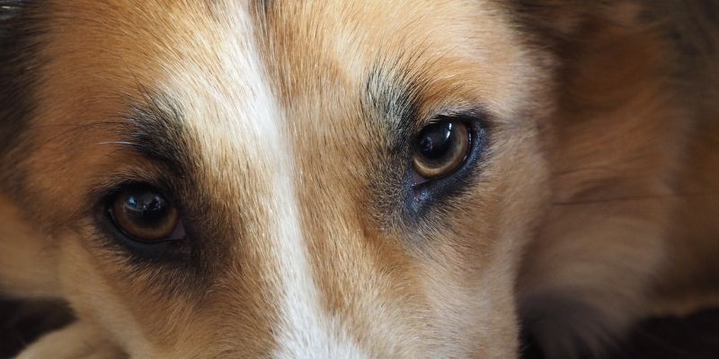 A dog and a human in calm contact – the dog as a conscious being