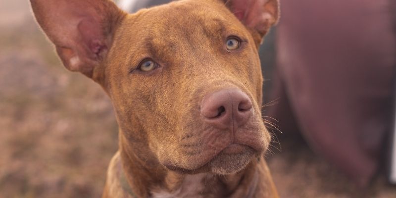 A dog searches for a safe emotional bond with a human