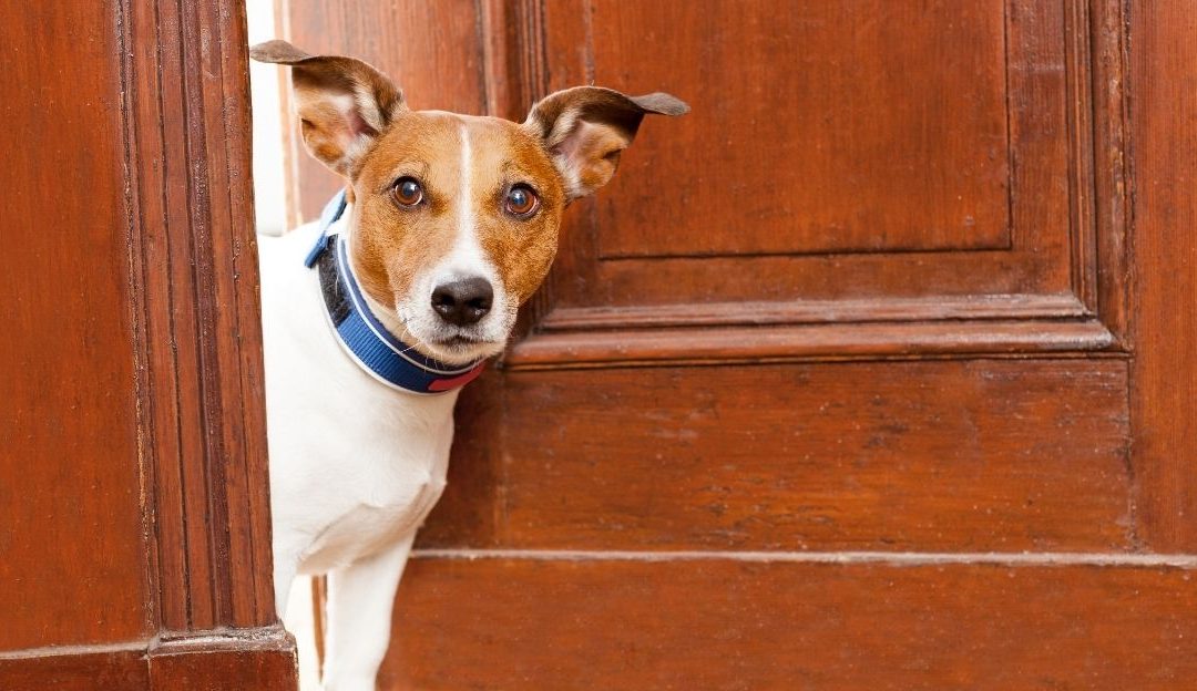 A Dog Does Not “Get Used To” a Home: What Really Happens