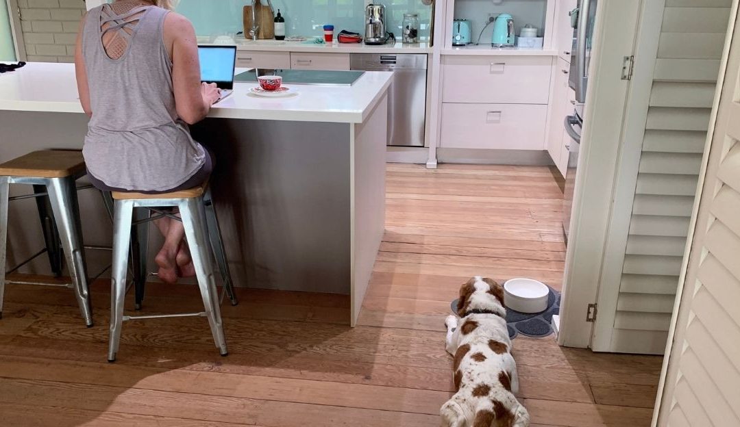 72 Hours in Which a Dog Decides Whether It Is Safe or Must Survive