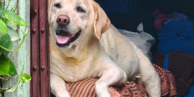 Dogs are not trained by commands but by the context in which they live