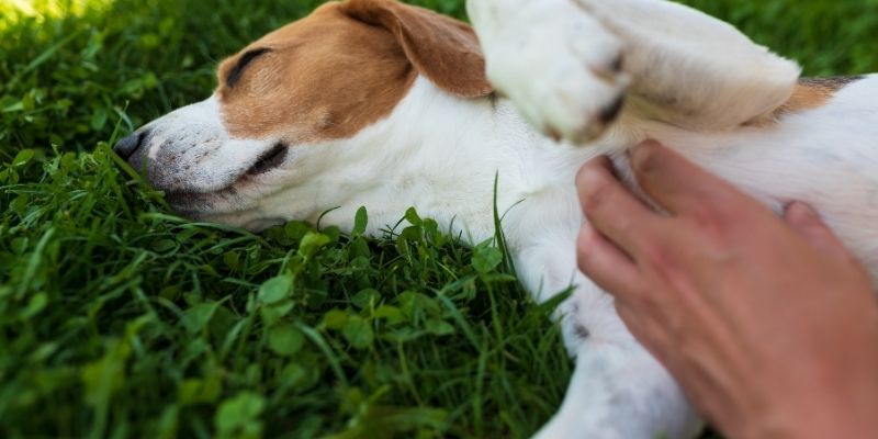 A dog as a connection to the present moment and inner peace