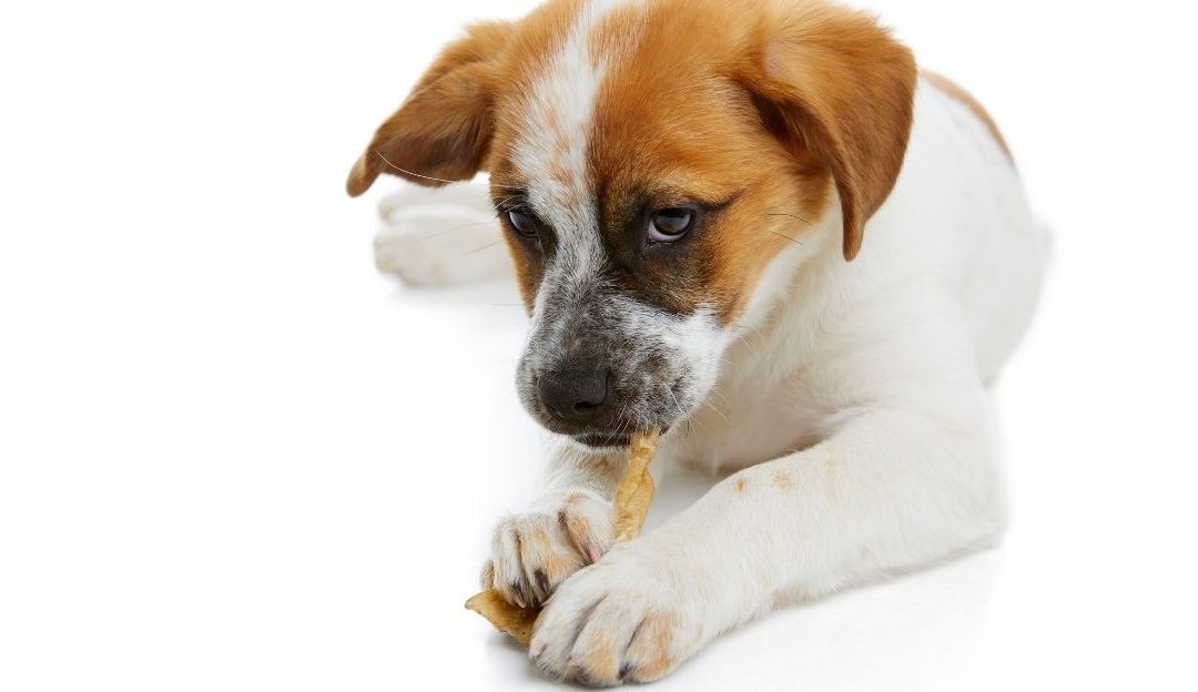 Homemade Dog Treats: How to Make Them Without Preservatives