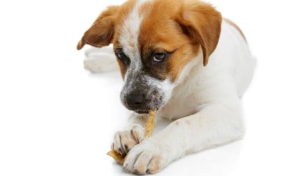 Homemade Dog Treats: How to Make Them Without Preservatives