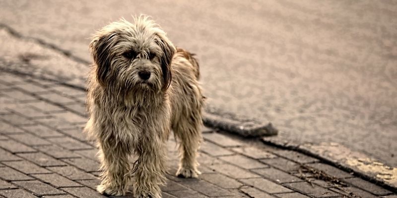 A dog suffering due to human decisions and projections, illustrating the complexity of the human-dog relationship