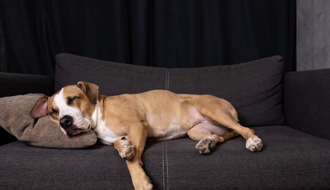 Preparing a Dog for Vaccination: How to Support the Body Before and After