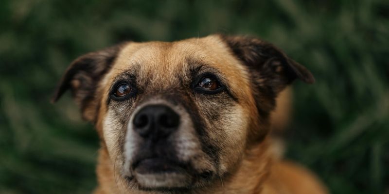 A dog acting as a safe base for its owner symbolizing emotional security