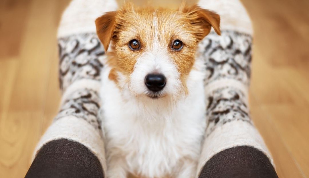 Dogs Are Not Trained, Dogs Are Understood