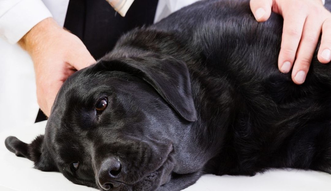 Spaying and Neutering Dogs: Why They Are No Longer a Routine Recommendation