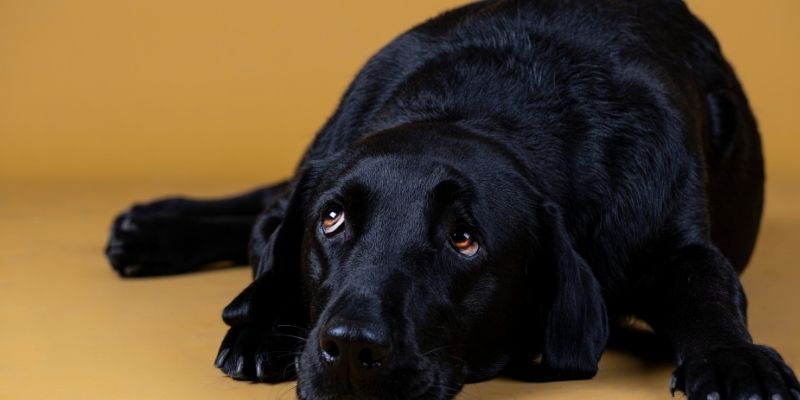 Close-up of a dog's eyes reflecting chronic stress and the freeze state