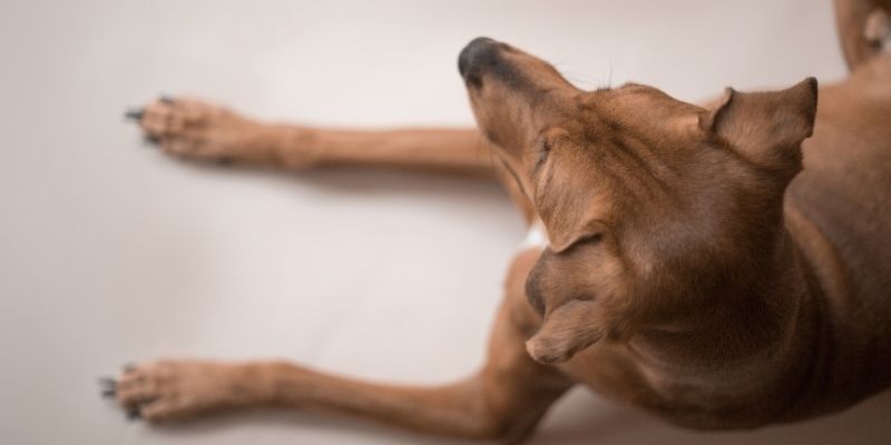 Vitamin C for dogs supporting collagen production and connective tissue regeneration in joints