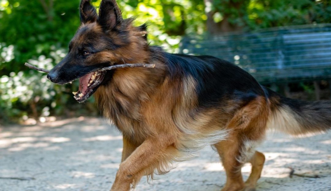 Vitamin C for Dogs: The Key to Healthy Joints and a Life Without Pain