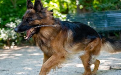 Vitamin C for Dogs: The Key to Healthy Joints and a Life Without Pain