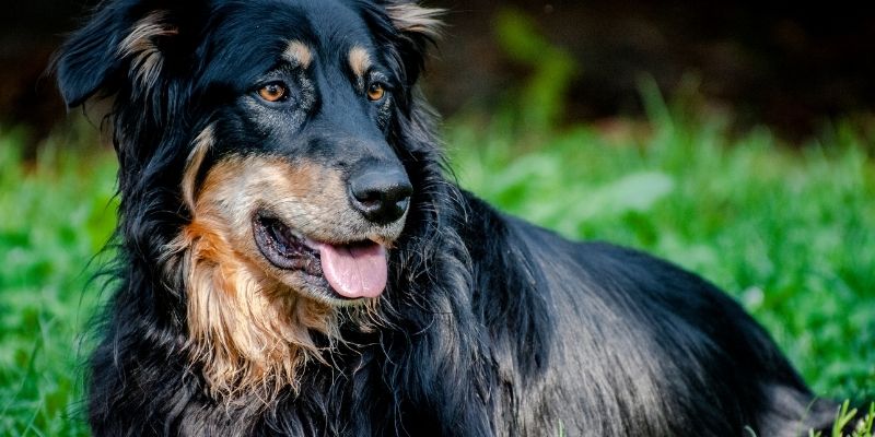 An infographic summarizing the 2024 WSAVA recommendations on spaying and neutering dogs and hormonal balance