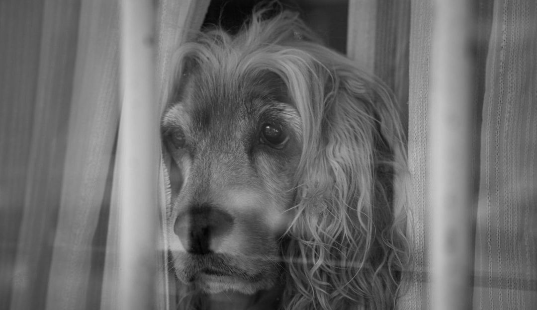 A dog in shadows as a visual symbol for the pain trap and unprocessed wounds, illustrating emotional concealment