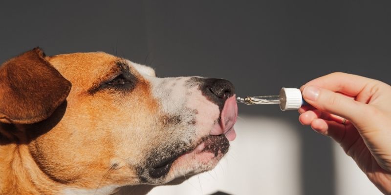 Natural support for bone and collagen health in dogs using homeopathic remedies for joints