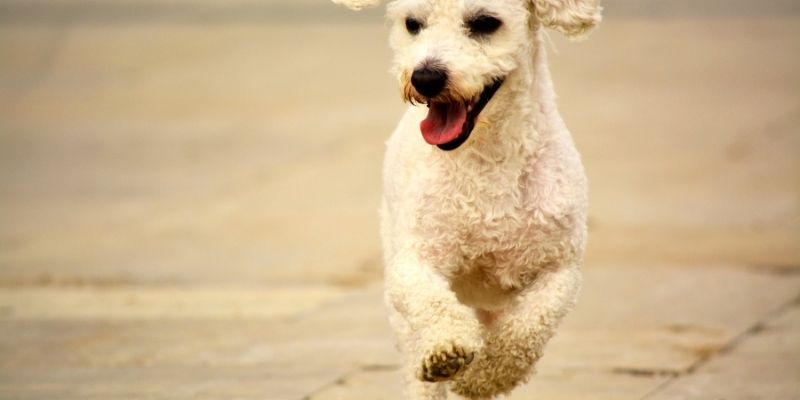 A happy and healthy dog in motion, showing how dog health and truth bring peace to the whole system.
