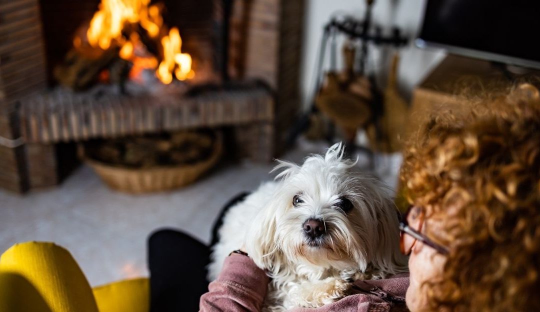 Dog Health and Truth: How Snežana Healed Bobi