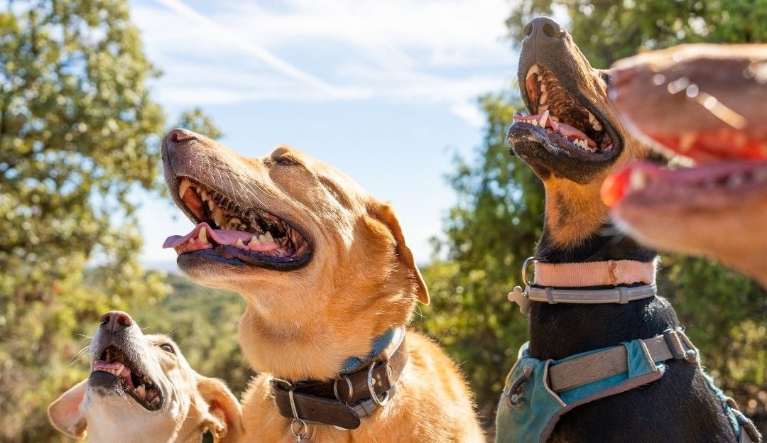 A group of diverse dog breeds sitting together showing that dog behavior follows universal principles.