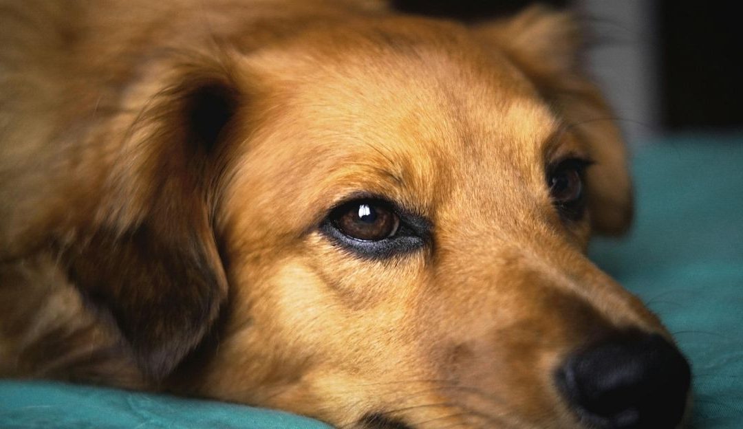 Female Dog in Heat: Can Hormones Be Calmed?