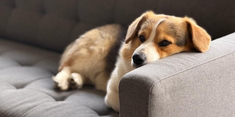 A calm human providing structure and guidance to a relaxed dog as a solution to reducing stress and watery eyes in dogs