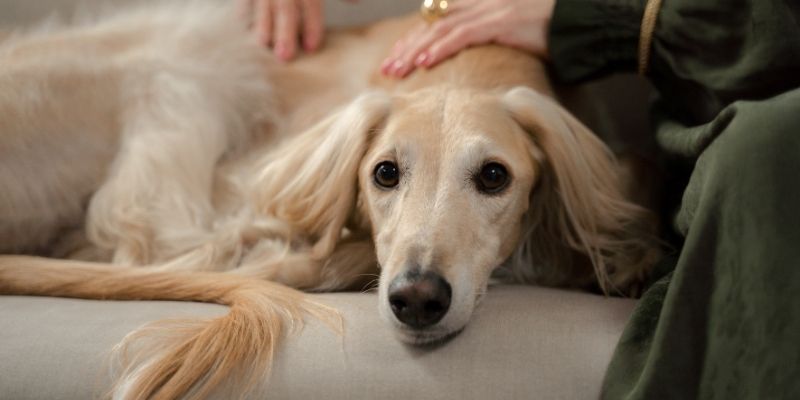 An owner providing stability and calm while learning how to say goodbye to a dog.