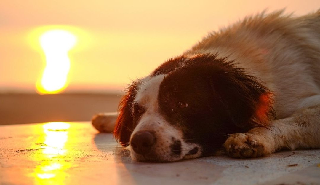 How to Say Goodbye to a Dog: Offer Them Peace and Dignity