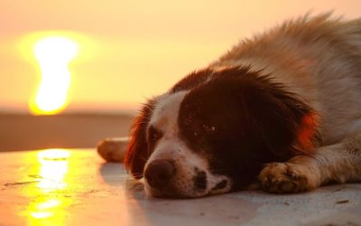 How to Say Goodbye to a Dog: Offer Them Peace and Dignity