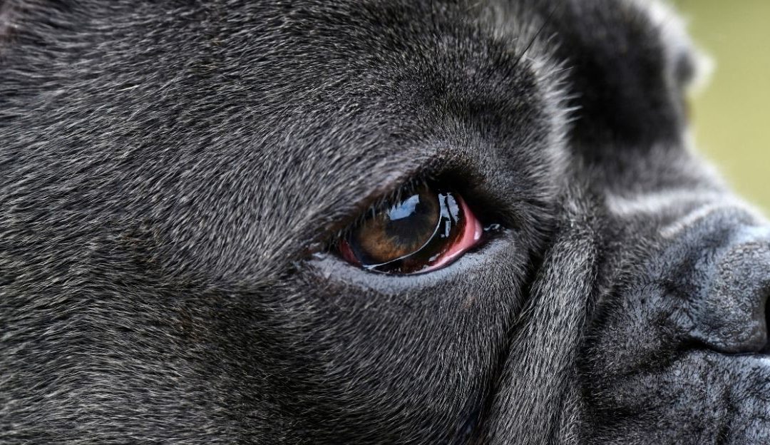 Watery Eyes in Dogs: When the Cause Is Not an Infection