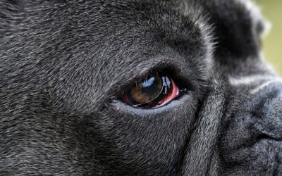 Watery Eyes in Dogs: When the Cause Is Not an Infection