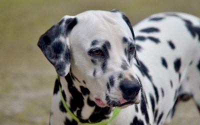Dalmatian: Is Long Hair a Solution to Shedding or a Genetic Warning?