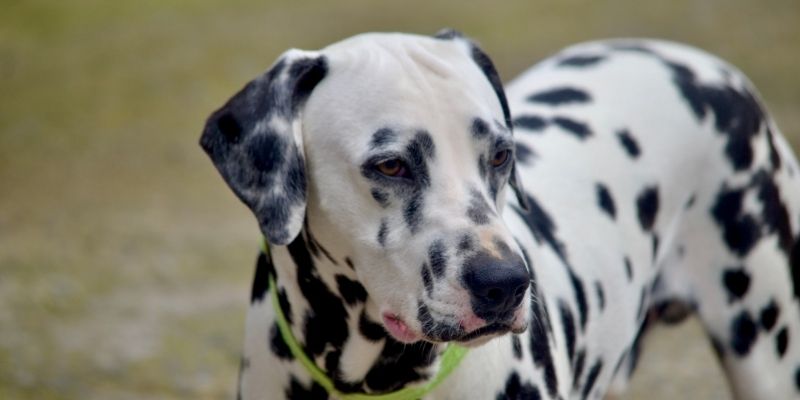 Dalmatian: Is Long Hair a Solution to Shedding or a Genetic Warning?