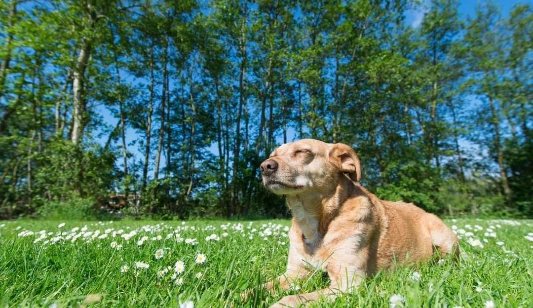 A Dog Lives in the Moment: Why the Present Is a Dog’s Home