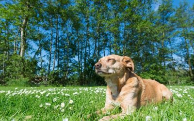 A Dog Lives in the Moment: Why the Present Is a Dog’s Home